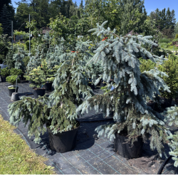 Eglė svyranti (Picea)