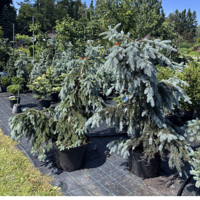 Eglė svyranti (Picea)