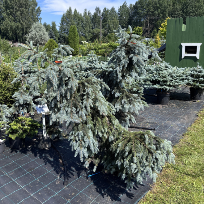 Eglė svyranti (Picea)