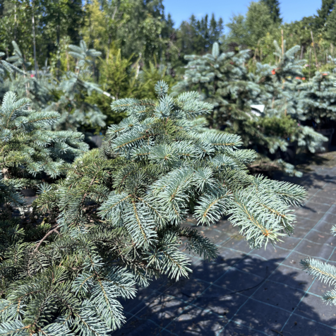 Eglė dygioji (Picea pungens)