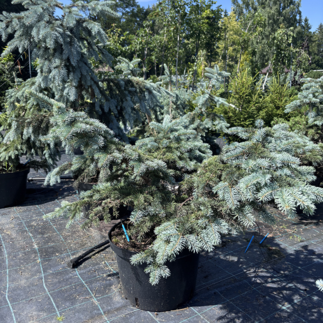 Eglė dygioji (Picea pungens)