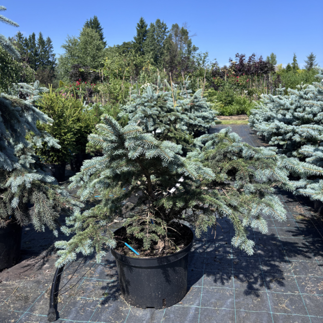 Eglė dygioji (Picea pungens)