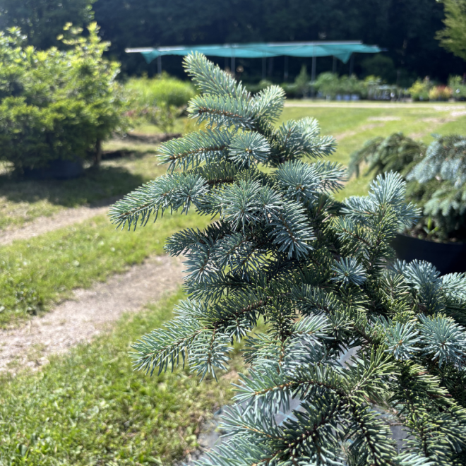 Eglė dygioji (Picea pungens)