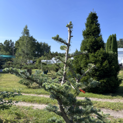 Kėnis korėjinis (Abies koreana)