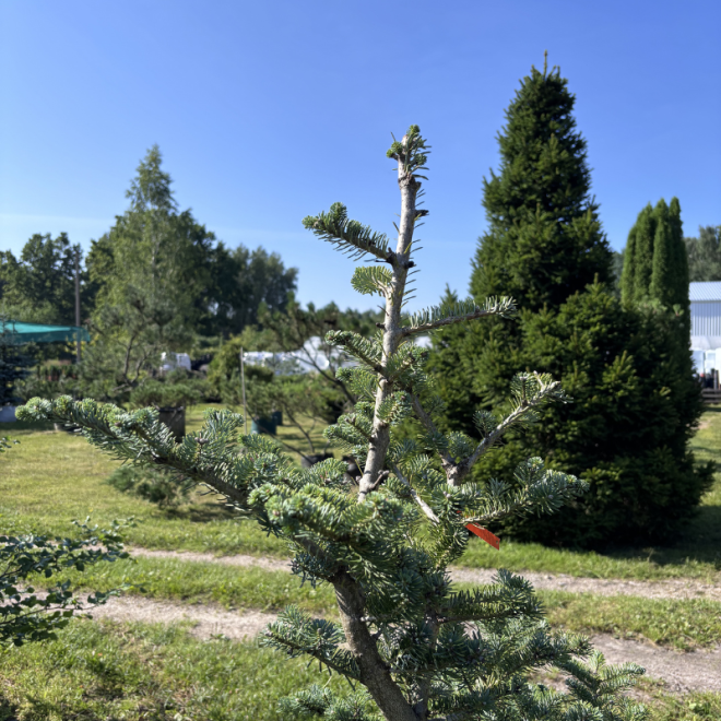 Kėnis korėjinis (Abies koreana)