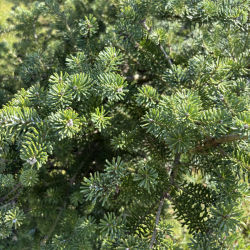 Kėnis korėjinis (Abies koreana)
