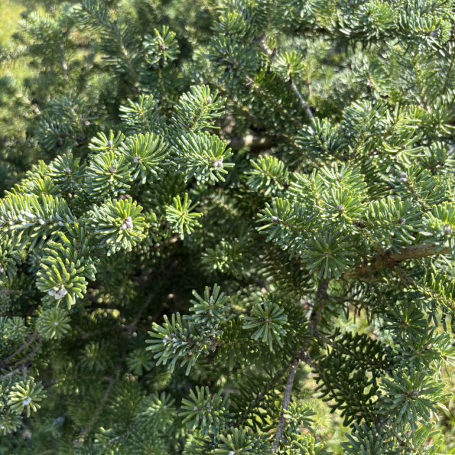 Kėnis korėjinis (Abies koreana)