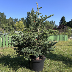 Kėnis korėjinis (Abies koreana)