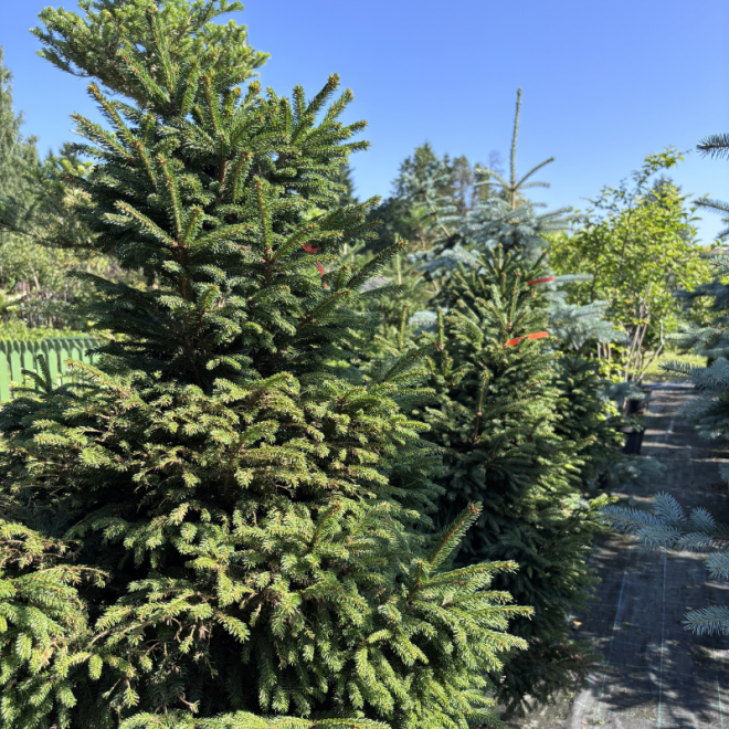 Eglė paprastoji (Picea abies)