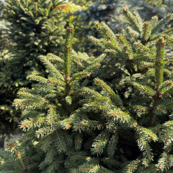 Eglė paprastoji (Picea abies)