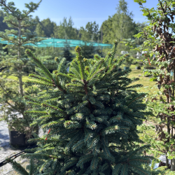 Eglė paprastoji (Picea abies)