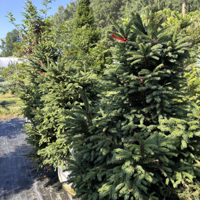 Eglė paprastoji (Picea abies)