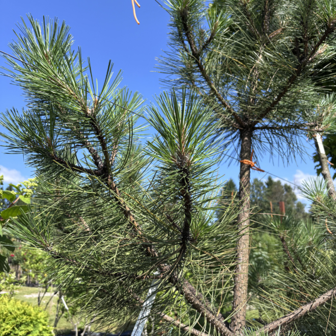Pušis juodoji (Pinus nigra) 230 cm