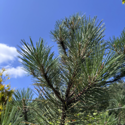 Pušis juodoji (Pinus nigra) 230 cm