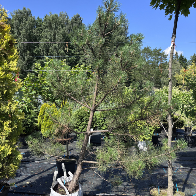 Pušis juodoji (Pinus nigra) 230 cm