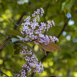 Ieva (Prunus Padus) 'Colorata'