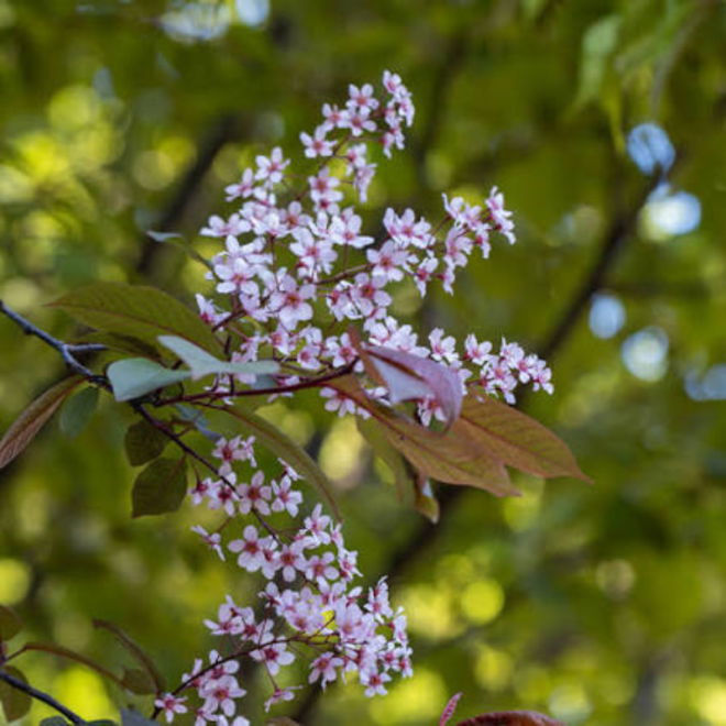 Ieva (Prunus Padus) 'Colorata'