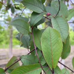 Ieva (Prunus Padus) 'Colorata'