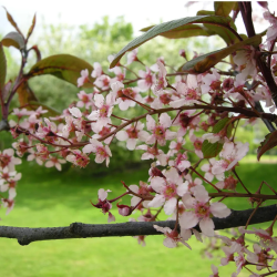 Ieva (Prunus Padus) 'Colorata'
