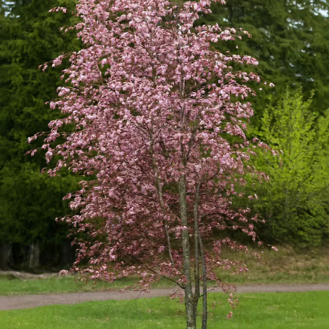 Ieva (Prunus Padus) 'Colorata'