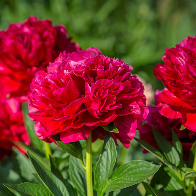 Bijūnas (Paeonia) 'Henry Bockstoce'