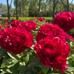 Bijūnas (Paeonia) 'Henry Bockstoce'