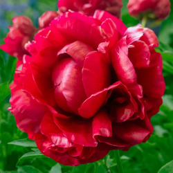 Bijūnas (Paeonia) 'Henry Bockstoce'
