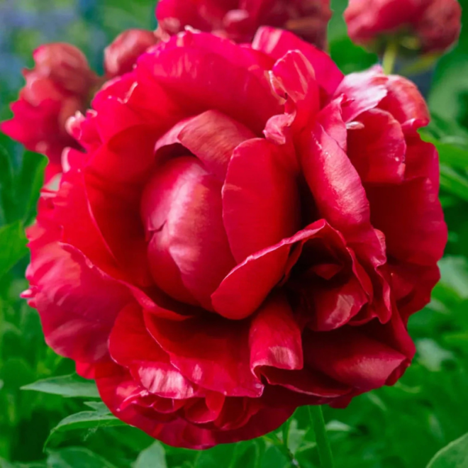Bijūnas (Paeonia) 'Henry Bockstoce'