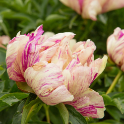 Bijūnas (Paeonia) 'Lolipop'