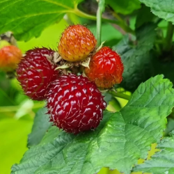 Avietė (Rubus) 'Raspberry Tower PBR'
