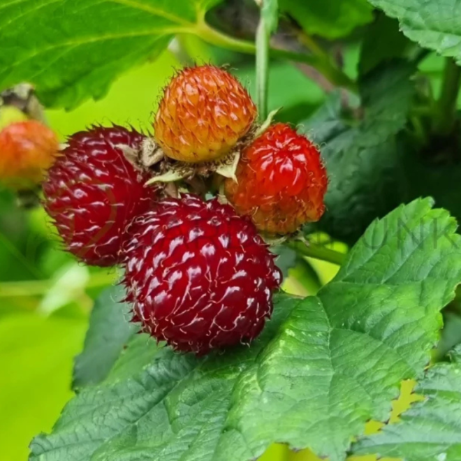 Avietė (Rubus) 'Raspberry Tower PBR'