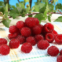 Avietė (Rubus) 'Raspberry Tower PBR'