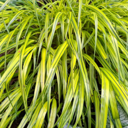 Hakonė (Hakonechloa macra) 'Aureola'