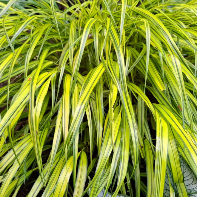 Hakonė (Hakonechloa macra) 'Aureola'
