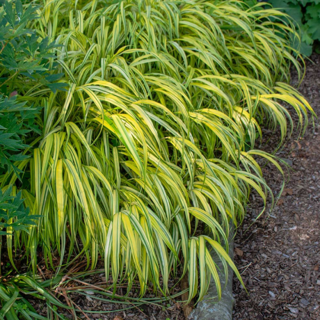 Hakonė (Hakonechloa macra) 'Aureola'