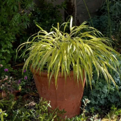Hakonė (Hakonechloa macra) 'Aureola'