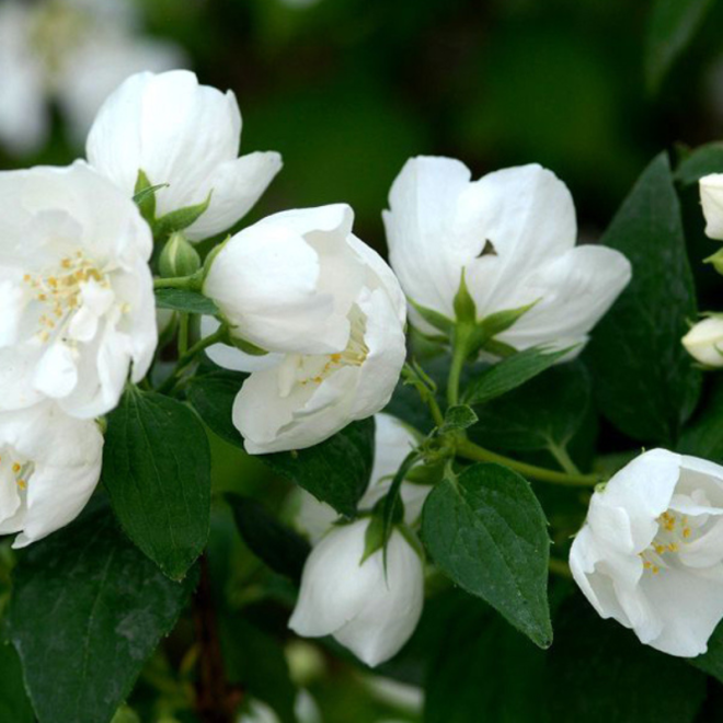 Jazminas (Philadelphus) 'Bouquet Blanc'