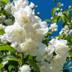 Jazminas (Philadelphus) 'Bouquet Blanc'