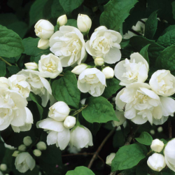 Jazminas (Philadelphus) 'Bouquet Blanc'