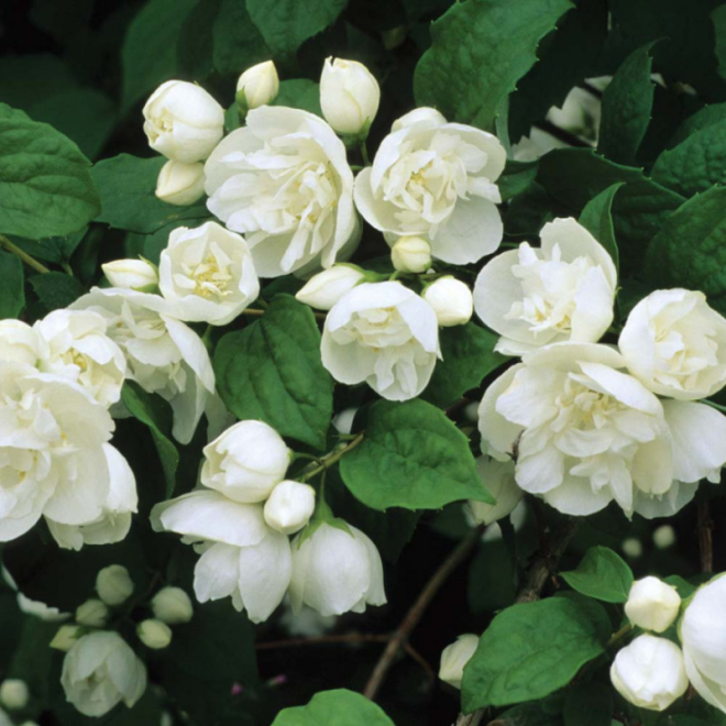 Jazminas (Philadelphus) 'Bouquet Blanc'