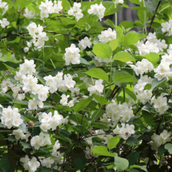 Jazminas (Philadelphus) 'Bouquet Blanc'