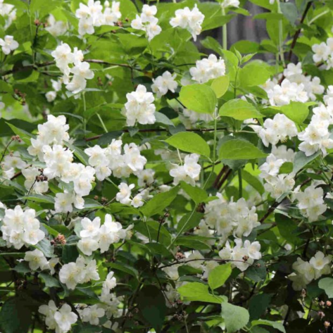 Jazminas (Philadelphus) 'Bouquet Blanc'