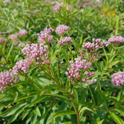 Klemalis (Asclepias incarnata) 'Cinderella'