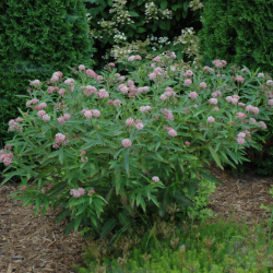 Klemalis (Asclepias incarnata) 'Cinderella'