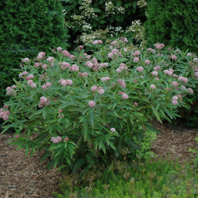 Klemalis (Asclepias incarnata) 'Cinderella'