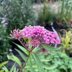 Klemalis (Asclepias incarnata) 'Cinderella'