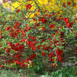 Svarainis puošnusis (Chaenomeles x superba) 'Crimson and Gold'
