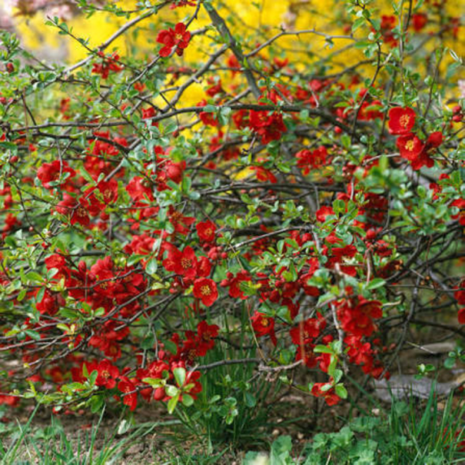 Svarainis puošnusis (Chaenomeles x superba) 'Crimson and Gold'