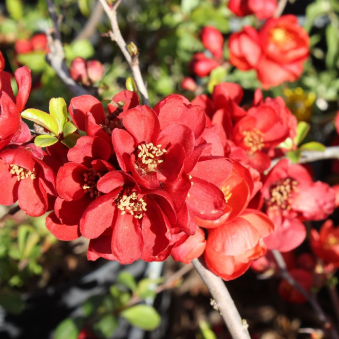 Svarainis puošnusis (Chaenomeles x superba) 'Crimson and Gold'