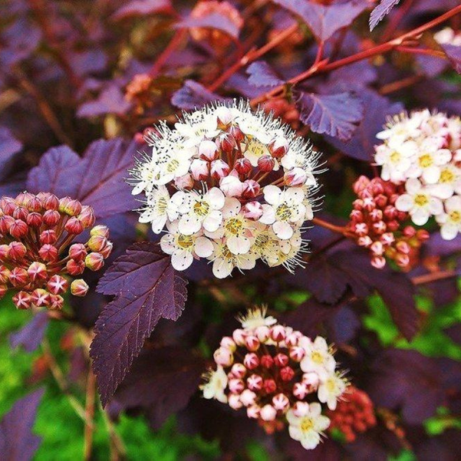 Pūslenis putinalapis (Physocarpus opulifolius) 'Purpureus'